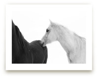 Stand by Me by Land Collioure Le Coq