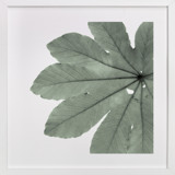 Leaf In Green Fine Art Prints