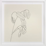 Grass With Seed Fine Art Prints