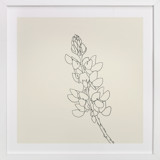 Lupine Fine Art Prints
