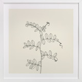Wild Pea Fine Art Prints