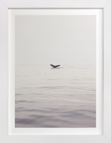 A Humpback Tale