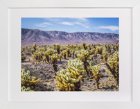 Desert Daydream Fine Art Prints
