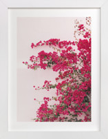 Bright Bougainvillea Fine Art Prints