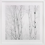 White Aspens Fine Art Prints