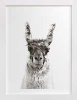 llama Fine Art Prints