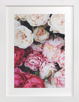 peony palette Fine Art Prints