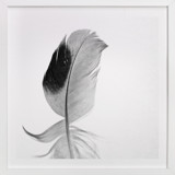 Ruffled Feather