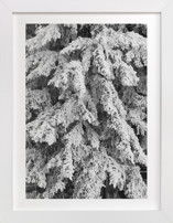 Frost 3