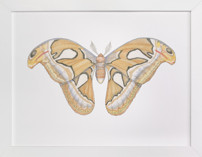 Atlas Moth Fine Art Prints