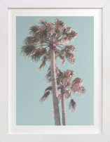 Sun Bleached Palm Trees Fine Art Prints