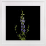 stunning summer Fine Art Prints