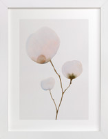 Mokuren03 Fine Art Prints