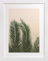 Tropical Palm Tree Fine Art Prints