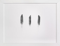 Fly Away Fine Art Prints