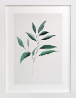 Magnolia Foliage Fine Art Prints