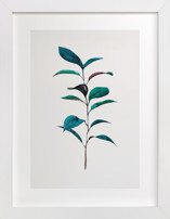 Ruscus Fine Art Prints