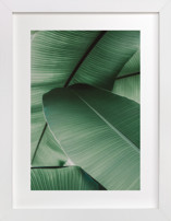 Tropical Leaves Fine Art Prints