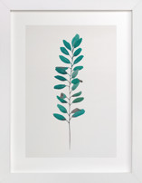 Curry Tree Fine Art Prints