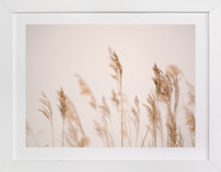 summer weeds Fine Art Prints