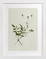 Foraged 4 Fine Art Prints