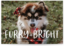 Bright & Furry Holiday Photo Cards