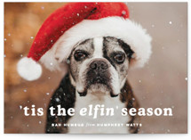 Tis the season Holiday Photo Cards