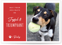 Triumphant Holiday Photo Cards