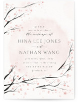 Cherry Blossoms