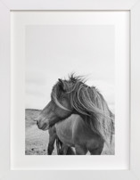A Horse and the Wind
