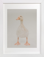 quack quack Children's Art Prints