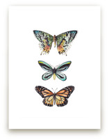 Butterfly Colorful Wate... by Lauren Rogoff