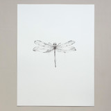 Dragonfly Original Drawings