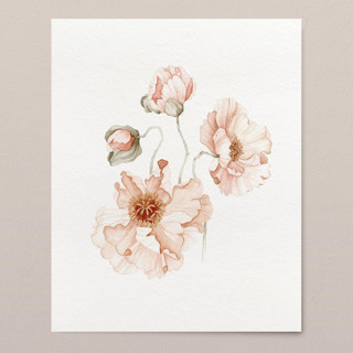 Icelandic Poppies 01 watercolor painting Original Painting