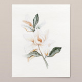 Magnolia Grandiflora 01 original watercolor painting Original Painting