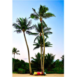 Tropical State of Mind,... by Sea and Sky