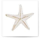 Watercolor Sand dollar Mini Enclosure Cards