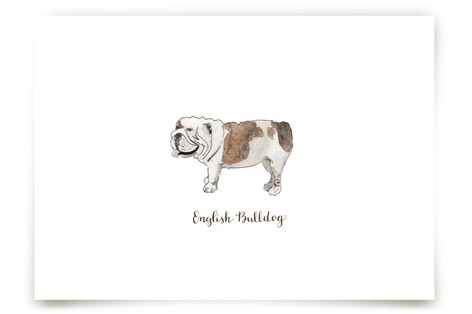 English Bulldog Fine Art Prints