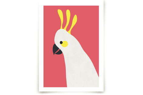 Hello Cocky!  Fine Art Prints