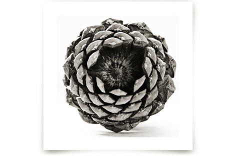 Pine Cone Square  Fine Art Prints