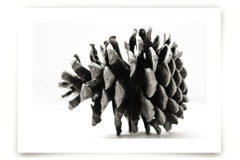 Pine Cone Black & White Fine Art Prints