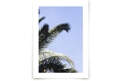 Palm II Fine Art Prints