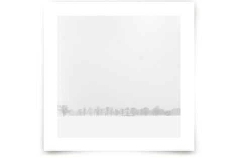 the TREES Fine Art Prints