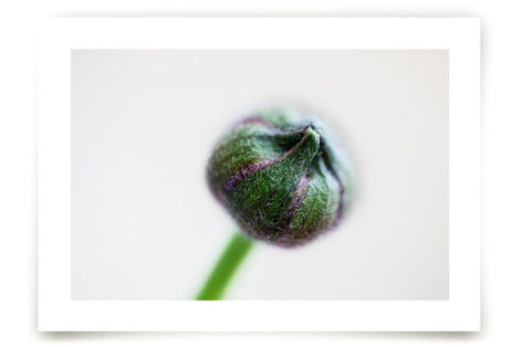 Budding Ranunculus 1 Fine Art Prints