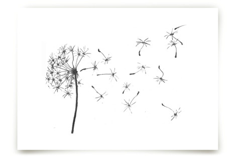 dandelion in charcoal... Fine Art Prints