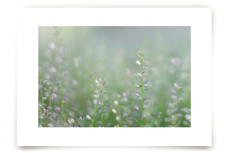 Spring on the Horizon Fine Art Prints