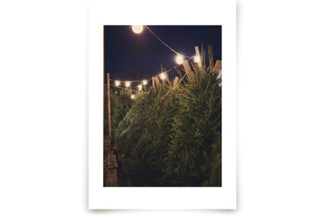 Lit Trees Fine Art Prints