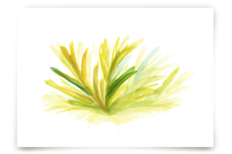 growing grass hand painted Fine Art Prints