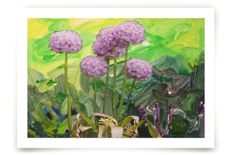 Toronto Alliums Fine Art Prints