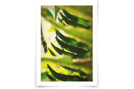 Peekaboo Fern Fine Art Prints